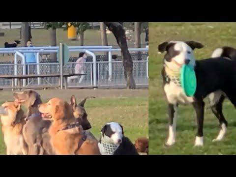 ( 13 ) 快樂狗狗  在彭福公園，中西區海濱長廊，荔枝角公園與其它狗狗開心一起  Dogs playing with other dogs in parks Stephen Lifestyle