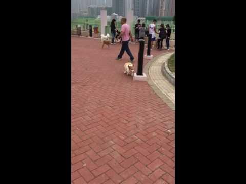 小影寶貝-環保大道寵物公園