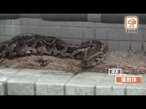 蟒蛇蜷伏海韻花園停車場　嚇親住客報警