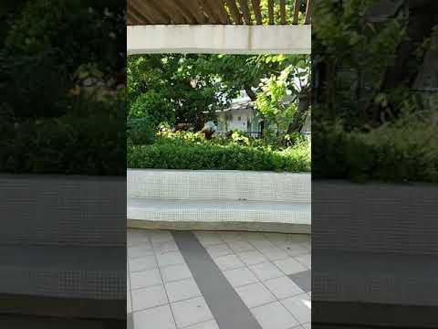 鴨脷洲邨的園藝
