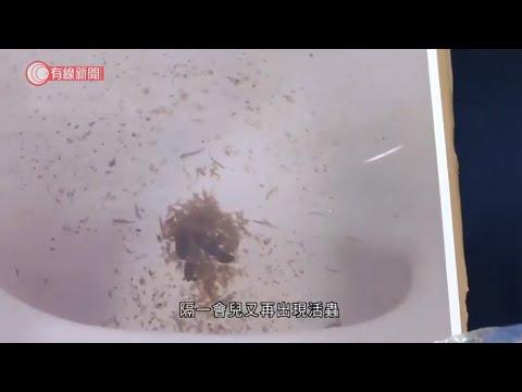 上水寶石湖邨12戶坐廁現活蟲　林卓廷憂樓宇設計或水源出問題 - 20200926 - 香港新聞 - 有線新聞 CABLE News