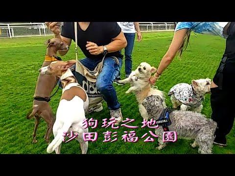 狗玩之地A--沙田彭福公園大草地及候鳥天堂2021 Penfold Park located in the infield of the Sha Tin Racecours