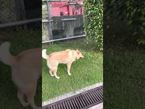 早收工可以帶賓仔去彭福公園行下