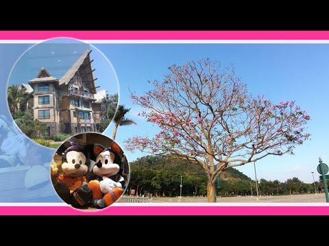 香港迪士尼探索家度假酒店庭園 美人樹｜迪士尼樂園停車場 粉紅樹＆位置圖
