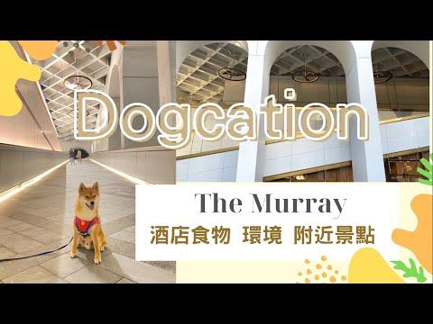 【dogcation】柴犬staycation 五星級中環美利酒店(下）｜ The Murray狗狗友善酒店｜毛孩放電酒店優惠｜半自助早餐｜停車場車道打卡位｜附近景點介紹