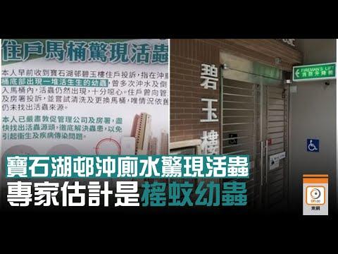【on.cc東網】寶石湖邨至少5單位沖廁水驚現活蟲　專家估計是搖蚊幼蟲