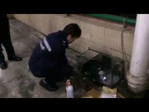 粉嶺華明邨停車場保安放出小貓