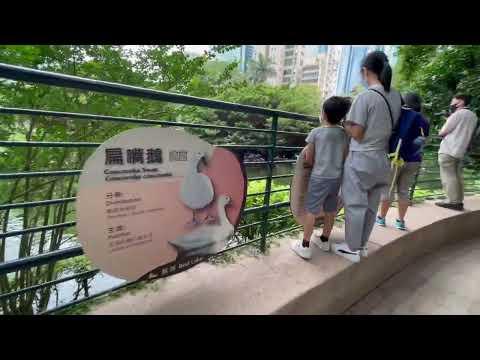 [鶴出沒注意] 想由美麗華行去海港城? 穿九龍公園行去中港城及廣東道 Shortcut from Kowloon Park to China Hong Kong City & Canton Road