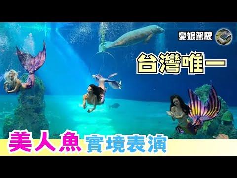 花蓮超人氣行程【全台唯一美人魚實鏡秀｜遠雄海洋公園一日遊攻略】海豚劇場、逗趣海獅表演、奇妙海洋劇場｜3折遊樂園｜車中泊｜環島旅遊｜Taiwan Van Life 《憂娘駕駛》